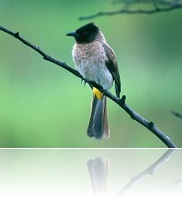 Bulbul : Episode - 55 [Nepali Gajal Special]